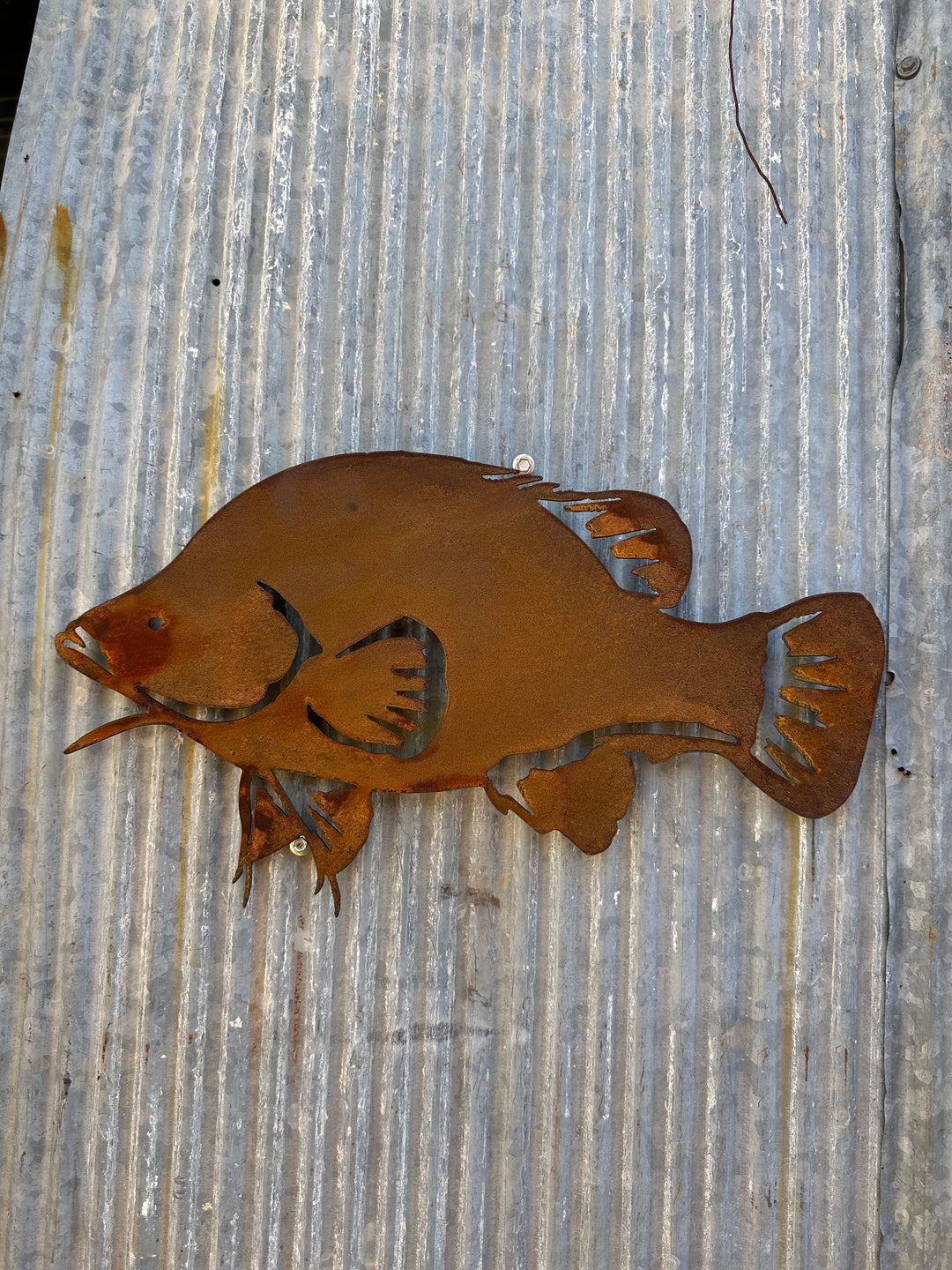 Yellow Belly Golden Perch Metal Wall Art-Old n Dazed