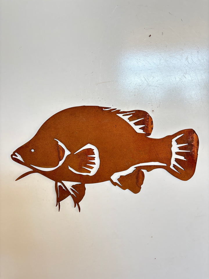 Yellow Belly Golden Perch Metal Wall Art