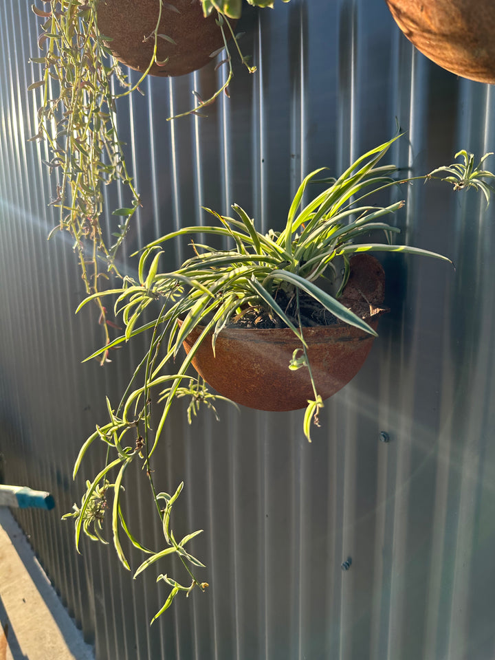 Vertical Garden Pots-Old n Dazed