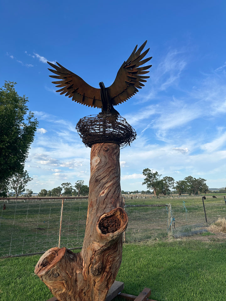 Wedge-Tailed Eagle Landing on Barbed Wire Nest – Majestic Metal Sculpture for Garden & Outdoor Display-Old n Dazed