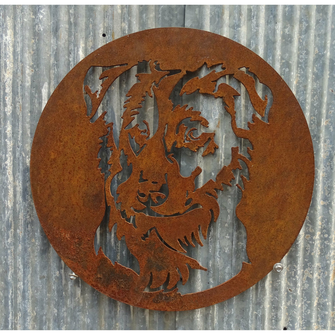 Border Collie Metal Wall Art-Old n Dazed