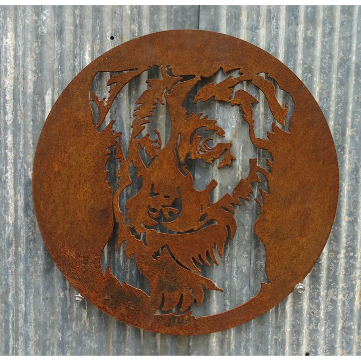 Border Collie Metal Wall Art-Old n Dazed